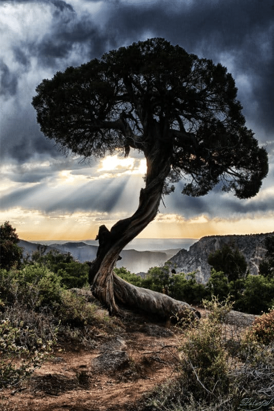 A lone tree on a rocky hillside with sun rays breaking through the clouds